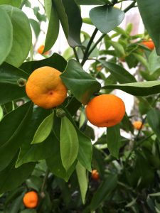 citrus